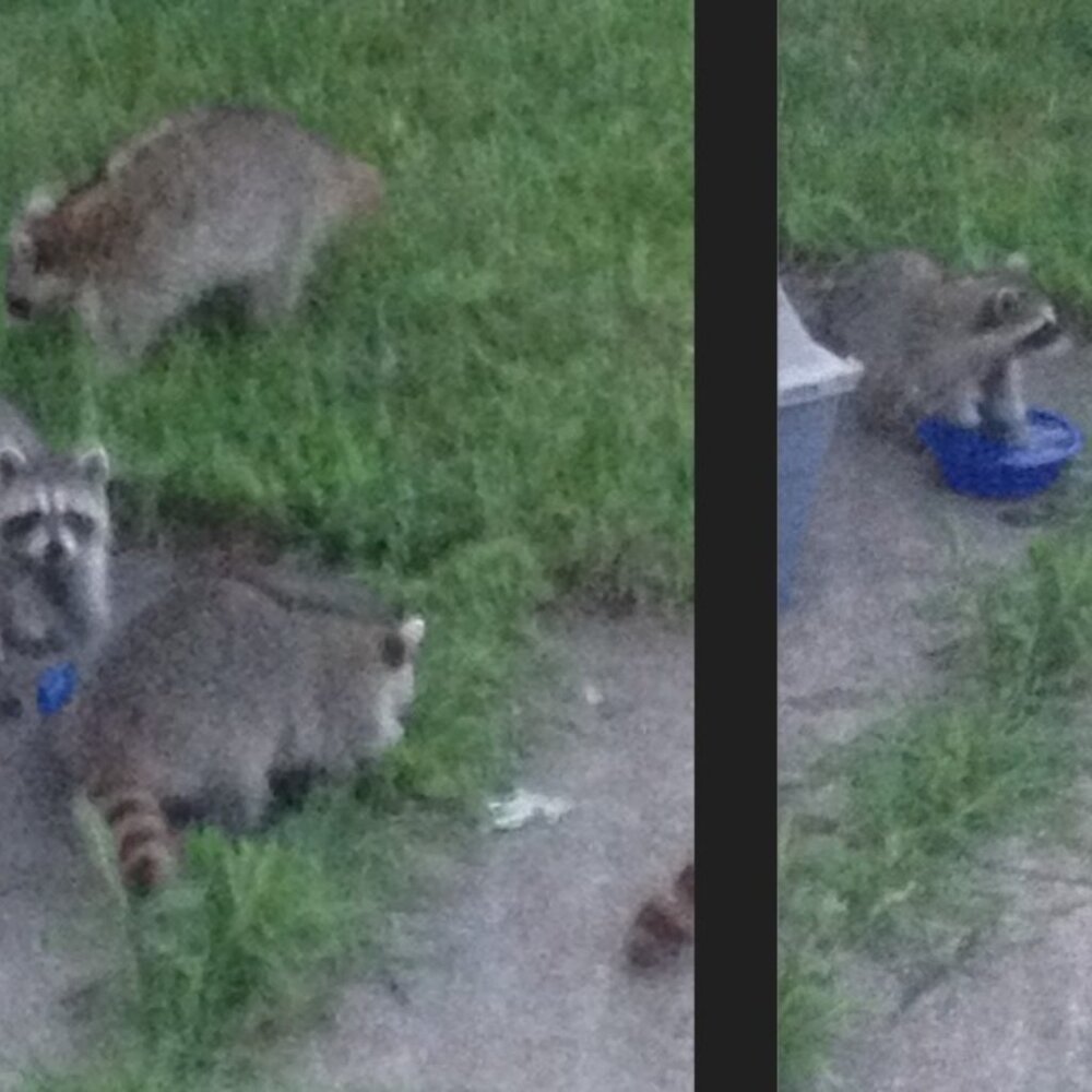 Stray work & Critter Pics! Just sharing XO. PLEASE Spay and Neuter your pets! - Picture 13 of 17
